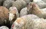 بازار گوساله زنده نوسانی شد /قیمت انواع دام زنده امروز ۱ اردیبهشت 1 d8a8d8a7d8b2d8a7d8b1 daafd988d8b3d8a7d984d987 d8b2d986d8afd987 d986d988d8b3d8a7d986db8c d8b4d8af d982db8cd985d8aa d8a7d986d988d8a7d8b9 6805df07303b4