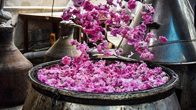 بوی خوش رایحه گلاب در آبادی مزرعه شهربابک + فیلم 1 d8a8d988db8c d8aed988d8b4 d8b1d8a7db8cd8add987 daafd984d8a7d8a8 d8afd8b1 d8a2d8a8d8a7d8afdb8c d985d8b2d8b1d8b9d987 d8b4d987d8b1d8a8d8a7 681086e50c30a