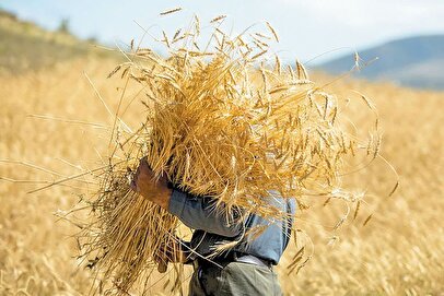 جیب گندمکاران پر پول میشود 1 d8acdb8cd8a8 daafd986d8afd985daa9d8a7d8b1d8a7d986 d9bed8b1 d9bed988d984 d985db8cd8b4d988d8af 6801ecc47d3df