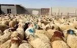 دام زنده در کدام استانها گرانتر یا ارزانتر است؟ + جدول قیمت 1 d8afd8a7d985 d8b2d986d8afd987 d8afd8b1 daa9d8afd8a7d985 d8a7d8b3d8aad8a7d986d987d8a7 daafd8b1d8a7d986d8aad8b1 db8cd8a7 d8a7 6811bcdf84c01