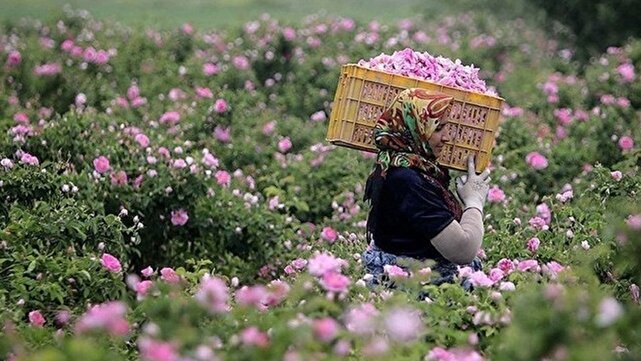 شروع فصل برداشت در قطب تولید گل محمدی خراسان جنوبی 1 d8b4d8b1d988d8b9 d981d8b5d984 d8a8d8b1d8afd8a7d8b4d8aa d8afd8b1 d982d8b7d8a8 d8aad988d984db8cd8af daafd984 d985d8add985d8afdb8c d8aed8b1 680c60d03d8d7