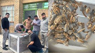 قاچاقچی سنجاب در کردستان به دام افتاد 1 d982d8a7da86d8a7d982da86db8c d8b3d986d8acd8a7d8a8 d8afd8b1 daa9d8b1d8afd8b3d8aad8a7d986 d8a8d987 d8afd8a7d985 d8a7d981d8aad8a7d8af 680a1ac27e402
