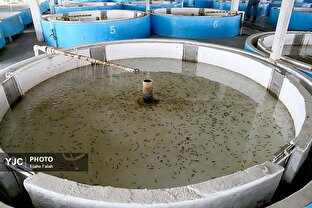مرکز بازسازی و حفاظت از ذخایر ژنتیکی ماهیان خاویاری در گیلان 1 d985d8b1daa9d8b2 d8a8d8a7d8b2d8b3d8a7d8b2db8c d988 d8add981d8a7d8b8d8aa d8a7d8b2 d8b0d8aed8a7db8cd8b1 da98d986d8aadb8cdaa9db8c d985d8a7 6808def5efa58