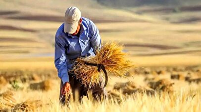 نرخ خرید تضمینی گندم اعلام شد 1 d986d8b1d8ae d8aed8b1db8cd8af d8aad8b6d985db8cd986db8c daafd986d8afd985 d8a7d8b9d984d8a7d985 d8b4d8af 6805ea6931744