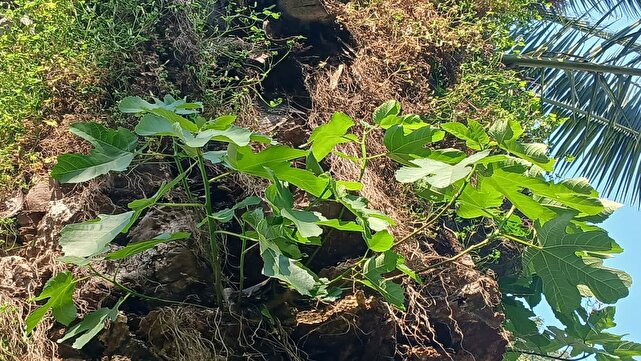 نمایی چشم نواز از درختان انجیر در بابل + تصاویر 1 d986d985d8a7db8cdb8c da86d8b4d985 d986d988d8a7d8b2 d8a7d8b2 d8afd8b1d8aed8aad8a7d986 d8a7d986d8acdb8cd8b1 d8afd8b1 d8a8d8a7d8a8d984 6808b50502e6c