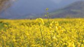 کلزاکاران خوزستانی در تنگنای حملونقل؛ ۵۳ هزار تن محصول خریداری شد 1 daa9d984d8b2d8a7daa9d8a7d8b1d8a7d986 d8aed988d8b2d8b3d8aad8a7d986db8c d8afd8b1 d8aad986daafd986d8a7db8c d8add985d984d988d986d982 680f67c178c63